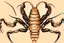 Placeholder: Detailed, illustration, realistic, symmetrical, scorpion, realistic.