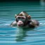 Placeholder: a monkey is swimming