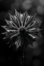 Placeholder: Realistic x-ray weed flower, slant angle, tilt art bokeh, dark shadowy scene. flower of death , sharp jagged petals surround the center. metaphorical, fantasy artwith intricate details, texturized effect, black and white, inspired by Hugh Turvey, Bert Myers and flower photography, enhanced with dramatic lighting