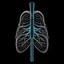 Placeholder: Lungs, Logo, 4k, high resolution