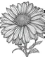 Placeholder: real massive Daisy flower coloring page