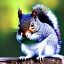 Placeholder: squirrel, white, bleu eyes, ice, white