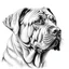 Placeholder: A line art of dog (Boerboel). make this black and white and a bit filly.