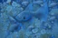 Placeholder: fish swimming in a garden of blue flowers, dark blue, detailed photo