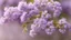 Placeholder: rich acacia flowers, lilac color, blurred background