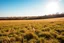 Placeholder: clearing next to a fallow field, sunny afternoon, product photo setting, mid-level horizon, taken from 15 feet up