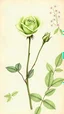 Placeholder: A very detailed botanical illustration of a long-stemmed MINIATURE rose in vintage naturalism style, featuring one large open GREEN rose and one smaller closed bud, drawn with delicate ink outlines and watercolor shading. It is placed on a bright beige textured background with green serrated leaves, subtle background flowers, . It evokes nostalgia for high-quality botanical science prints.