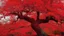 Placeholder: red tree, highly detailed, boutyfull desktop wallpaper