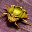 Placeholder: a man-faced_stink_bug, Catacanthus_incarnatus macro HDR photo