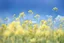 Placeholder: clear blue sky for top half, the rest is green canola plants with yellow flowers