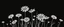 Placeholder: linework daisies, flowing in the wind, spring, simplified, patterned, thicker lines