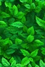 Placeholder: green leaves patern bechind fogg high res