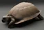 Placeholder: turtle shell