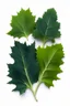 Placeholder: leaves of cedar gum and brassica napus on white background