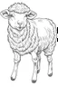 Placeholder: outline art for Lamb (Sheep) coloring pages with sitch, white background, Sketch style, full body, only use outline, toddlers style, clean line art, white background, no shadows and clear and well outlined.