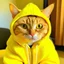 Placeholder: Cat wearing a yellow hoodie