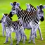 Placeholder: 2 cute baby zebras