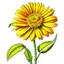 Placeholder: calendula flower on white background, illustration