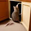 Placeholder: cat finds mouse under cupboard