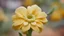 Placeholder: close-up, pumpkin flower, blurred background