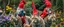 Placeholder: close up portrait of blue and red clothed gnomes riding furred lynx cats with lances in garden of eden in the style of Escher and Giger