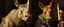 Placeholder: close up portrait painted by Rembrandt, stupid looking furry dragon fox rhino at banquet