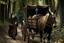 Placeholder: hooded monk driving horse and 2 wheel cart in the forest