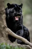 Placeholder: Photo Of A A Black Panther, , The Panther Is Growling Showing Its Teeth, , Highly Detailed 8k, Intricate, Nikon D