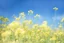 Placeholder: bottom half canola plants detailed, top half sky