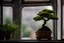 Placeholder: A small bonsai plant in a pot, by the window, blurry background