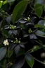 Placeholder: black colored jasmine