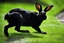 Placeholder: Cybernetically enhanced black rabbit. Photograph.