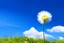 Placeholder: dandelion on top of mountain with blue sky