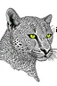 Placeholder: A black-and-white outlined drawing of cheetah for kid's colouring books