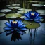 Placeholder: three dark blue water lily flowers hardtechno music industrial hardstyle on the water