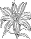 Placeholder: real massive Lily flower coloring page