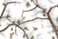 Placeholder: detailed Real Tree Camouflage made of bare branches, fir branches, dried maple leaves, snow and dirt, light drop shadows, white background, seamless repeatable texture camo pattern, muted color