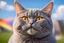 Placeholder: uniform gray colour smily cat with very short gray fur, orange eyes, big rainbow in blue sky