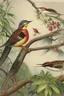 Placeholder: audubon paintings