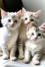 Placeholder: Soft color kittens