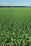 Placeholder: Saddle up and ride the wave of cover crops