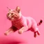 Placeholder: a pink cat is flyinng