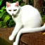 Placeholder: mystical white cat sits on a psychedelic mushroom