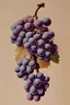 Placeholder: dibujo de una vitis vinifera con uvas en fase de envero