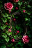 Placeholder: rose vines passing through a hole in the body