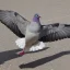 Placeholder: carrier pigeon