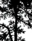 Placeholder: spruce/pine tree silhouette, black on white detailed