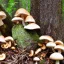 Placeholder: Mushroom city,fallen log, plentiful mushrooms,fantasy