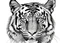 Placeholder: A black and white drawing of a tiger's head looking straight