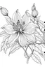 Placeholder: coloring book image of clematis